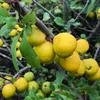 Chinesische Zierquitte Nivalis 2L Produktbild-Vorschau 3
