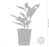 3x Magnolien Mix – Biberbaum – Strauch – Pflegefreundlich – Produktbild-Vorschau 3