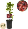 Samolezoucí popínavá rostlina Parthenocissus Engelmannii - Náhled obrázku produktu 2