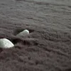 Tappeto a pelo lungo per soggiorno in Pelliccia sintetica Anteprima dell’immagine prodotto 3