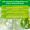 Marketing image for a plant fertilizer, showing cucumbers and text highlighting benefits. Produktbild-Vorschau