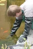 A person wearing protective gear is reaching into a pond to touch a goldfish. Produktbild-Vorschau