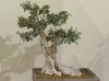 SAFLAX - Ölbaum - Olea europea - 20 Samen Produktbild-Vorschau 6