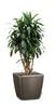 A green plant in a taupe pot against a white background. Podgląd zdjęcia produktu