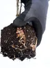 4 x Riesen Chinaschilf, ideal als Hecke und Sichtschutz, Produktbild-Vorschau 8