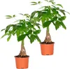 Bloomique - 2er Set - Pachira Aquatica - Glückskastanie - Produktbild-Vorschau 1