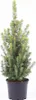 Picea glauca 'Conica', Zuckerhutfichte, kompakt, 20–30 cm Produktbild-Vorschau 2