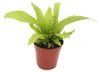 Mini rastlina Asplenium antiquum (papraď hniezdová) Ideálna Náhľad obrázku produktu 1