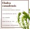Aquariumpflanze Elodea canadensis Nr.312 Wasserpflanze Produktbild-Vorschau 2