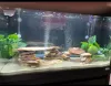 Aquarium Deko Steine Schiefer, farbig, 1 kg Produktbild-Vorschau 7