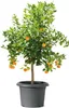 Scheurich 322/40 Pflanzgefäß Metallic Grey - 40 cm x 40 cm Produktbild-Vorschau 1