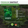Sauerampfer Mehrjährig Samen - Rumex acetosa - Produktbild-Vorschau 8
