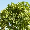 2er-Set - Humulus Lupulus - Hopfenpflanze - geeignet zum Produktbild-Vorschau 3