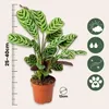 Plante Dormeuse - Ctenanthe 'burle-marxii' - Hauteur Voir les images du produit 2