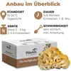 Hawlik Pilzbrut  Limonenpilzkultur – Pilzzuchtset Goldene Produktbild-Vorschau 3