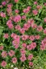 Monarda didyma, Indianernessel, rot, ca. 9x9 cm Topf Produktbild-Vorschau 9
