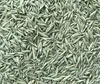 SUBSTRAL® 84951 SUBSTRAL® DIE NACHSAAT Rasensamen 2 kg Podgląd zdjęcia produktu 3
