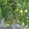 Neem (Azadirachta indica)  - 5 Samen Produktbild-Vorschau 1
