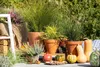 Carex testacea, Neuseeländisches Segge, orange-braun, ca. Produktbild-Vorschau 12
