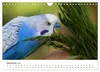 Wellensittiche - der NEUE Kalender (Wandkalender 2027 DIN Produktbild-Vorschau 15
