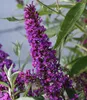 BALDUR Garten 1x Buddleia Straight UP - Butterfly Tower, Produktbild-Vorschau 2