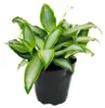 Murdannia loriformis "Bright Star" - niedrig wachsende Produktbild-Vorschau 2