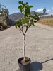 A potted fig tree stands on a paved surface with a road and hills in the background.