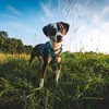Ruffwear Hi & Light™ Hundegeschirr Produktbild-Vorschau 11