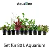 Pflanzen Set für 80l Aquarien mit 10 Topf Aquarium Produktbild-Vorschau 2