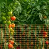 A close-up view of a tomato plant with ripe and unripe tomatoes, partially obscured by an orange plastic safety fence. Náhled obrázku produktu