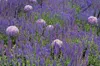 Stauden Gänge 1 x Salvia nemorosa 'Ostfriesland' im 1 Liter Produktbild-Vorschau 4