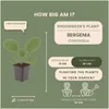 Planten van Frank | 12 Bergenia-planten | Bergenia Productafbeelding-voorbeeld 4