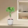 Euphorbia lactea Cristata Verde – Euforbia corallina – Anteprima dell’immagine prodotto 4