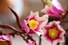 LEGO® Botanicals 11510 Magnoliatakken Productafbeelding-voorbeeld 29