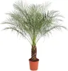 Zwerg-Dattelpalme – Phoenix Roebelenii – 150 cm hoch – Ø27 Produktbild-Vorschau 1