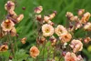 Stauden Gänge 3 x Geum chiloense 'Mai Tai‘ - apricotfarbene Produktbild-Vorschau 6