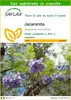 SAFLAX  - Jacaranda - 50 semi - Con substrato - Jacaranda Anteprima dell’immagine prodotto 1