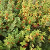 Bloomique - Zestaw 3 szt. - Physalis Alkekengi Franchetii - Podgląd zdjęcia produktu 5