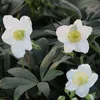 6 x Schwarze Nieswurz - Helleborus niger  | Topf 9x9 cm Produktbild-Vorschau 2