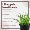 Aquarium Pflanze 10 Stück Lilaeopsis brasiliensis Produktbild-Vorschau 2