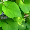 Japanische Weinrebe Vitis Coignetiae, 2L Topf, winterhart & Produktbild-Vorschau 5