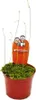 Miesozerna roslina - Waz wodny - Utricularia livida - Podgląd zdjęcia produktu 2