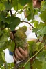 Zenato San Benedetto Lugana DOC trocken 2019 Venetien Produktbild-Vorschau 6