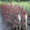 Rubira Blutpfirsich Pfirsichbaum Buschbaum rotes Laub Produktbild-Vorschau 2