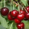 Schneiders Späte Knorpelkirsche aromatische Süßkirsche Produktbild-Vorschau 1