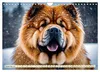 Chow Chow - der Löwenkopfhund (Wandkalender 2027 DIN A4 Produktbild-Vorschau 14