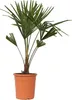 Chinesische Hanfpalme - Trachycarpus Fortunei - Höhe Produktbild-Vorschau 1