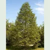 Urweltmammutbaum 70-80 cm, Cont. 5 l Produktbild-Vorschau 8