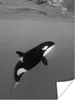MuchoWow® Poster Orca - Wasser - Tiere 90x120 cm - Produktbild-Vorschau 1