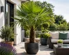 Palma della canapa cinese 130 - 160 cm Trachycarpus Anteprima dell’immagine prodotto 6